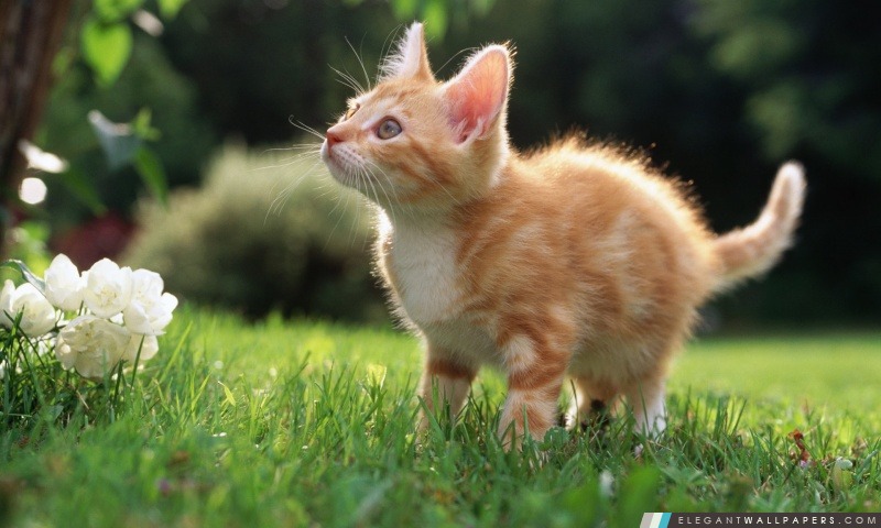 Cute Kitten orange, Arrière-plans HD à télécharger