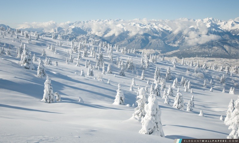 Paysage d'hiver avec Épicéa couvert par la neige, Arrière-plans HD à télécharger