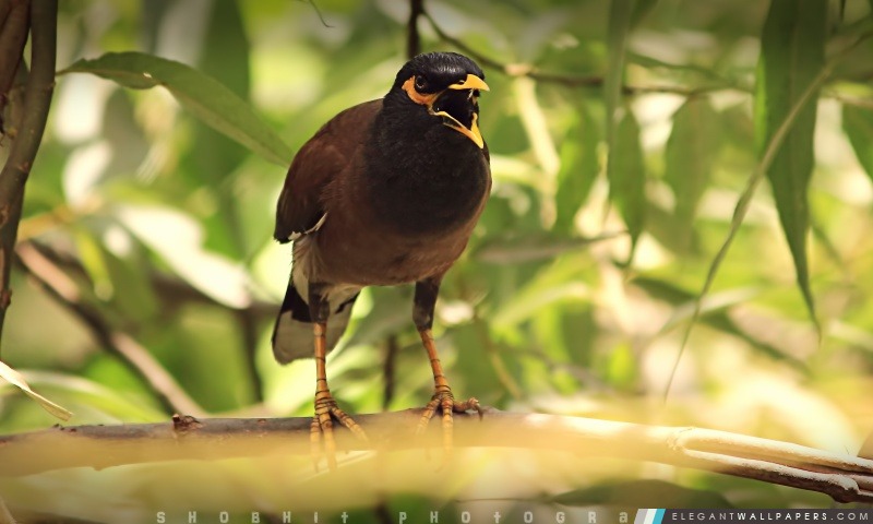 Agressive oiseaux, Arrière-plans HD à télécharger