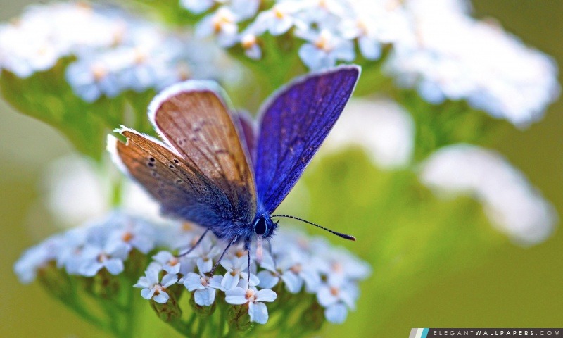 Purple Butterfly, Arrière-plans HD à télécharger