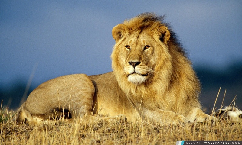 Lion en regardant au loin, Arrière-plans HD à télécharger