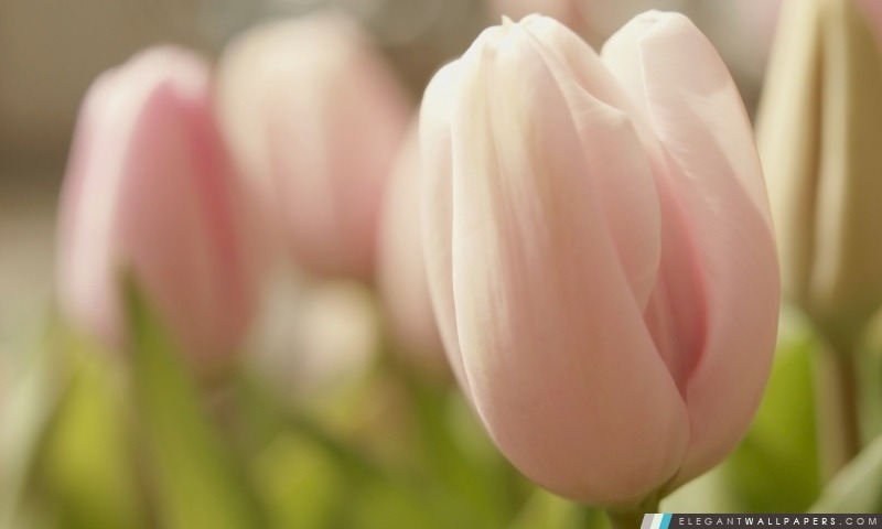 Macro de tulipe rose, Arrière-plans HD à télécharger