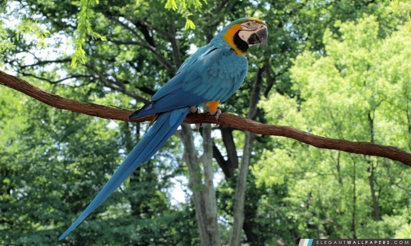 Bleu et or ara Parrot, Arrière-plans HD à télécharger