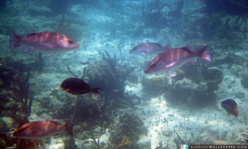 Bahamas poisson, Arrière-plans HD à télécharger
