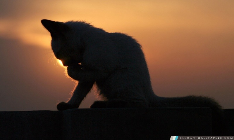 Cat In The Sunset, Arrière-plans HD à télécharger