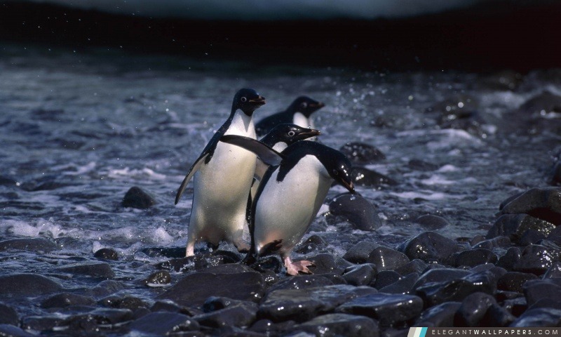 Penguins, Arrière-plans HD à télécharger