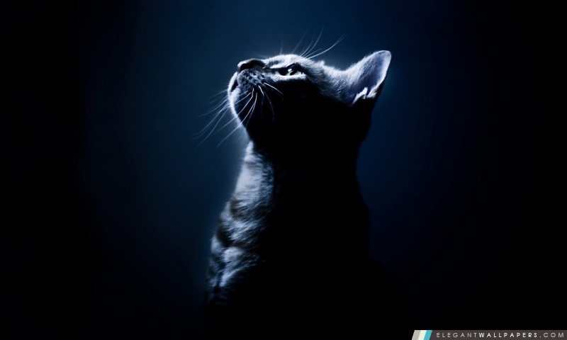 Kitten In The Dark, Arrière-plans HD à télécharger