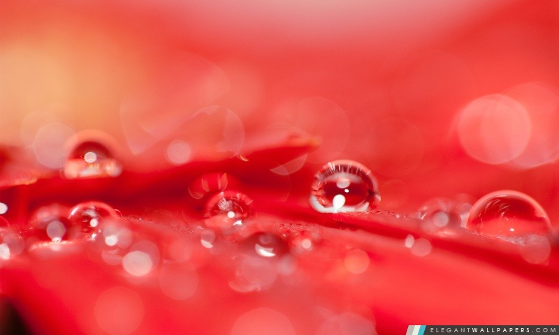 Belle Gouttes d'eau sur une fleur rouge, Arrière-plans HD à télécharger