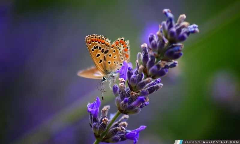 Papillon sur fleur de lavande, Arrière-plans HD à télécharger