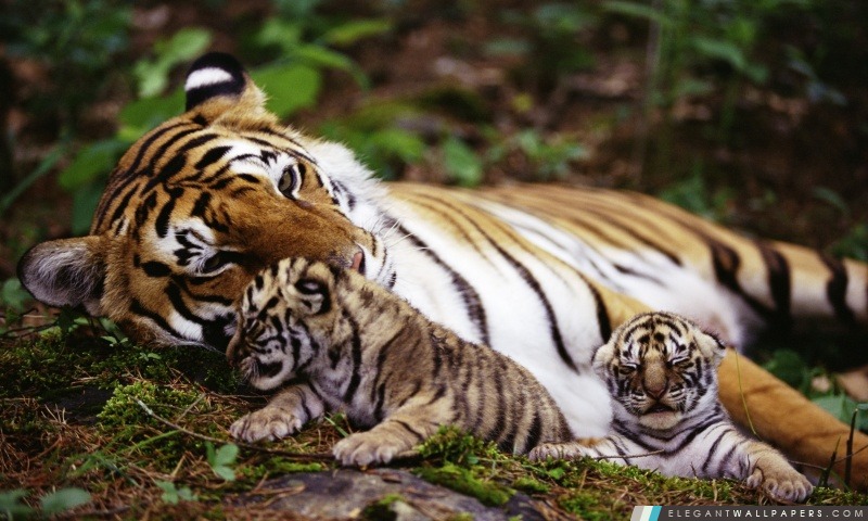 Tiger Avec Cubs, Arrière-plans HD à télécharger