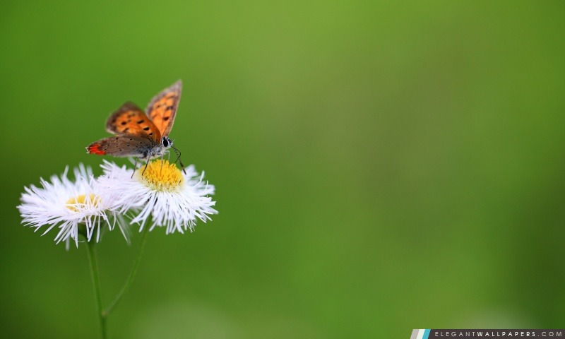 Papillon Macro, Arrière-plans HD à télécharger