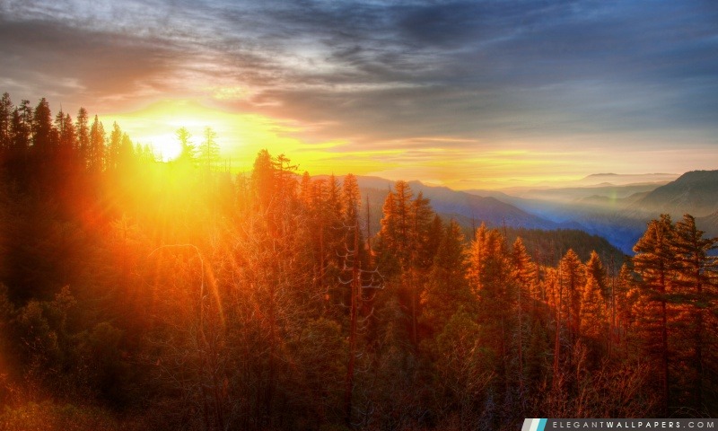 Coucher de soleil sur la forêt dans Yosemite, Arrière-plans HD à télécharger