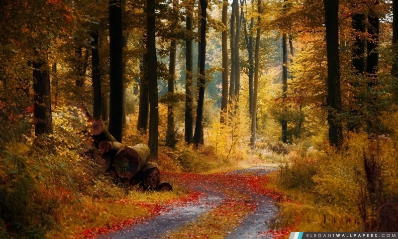 Forêt d'automne, Arrière-plans HD à télécharger