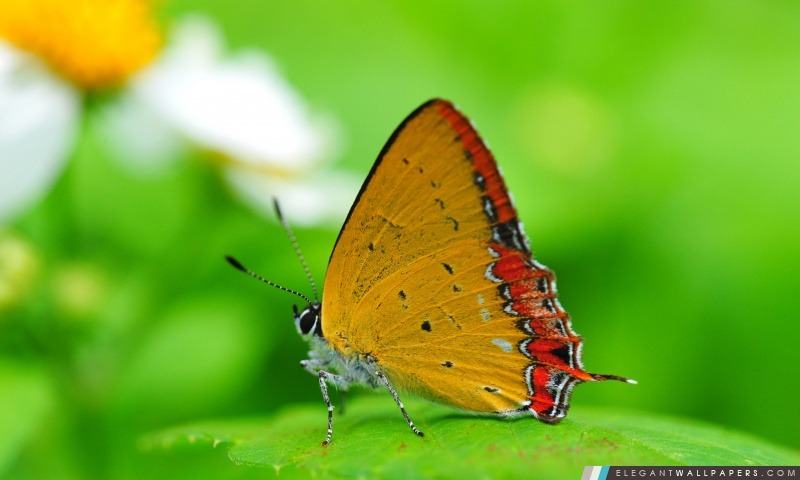 Papillon orange sur une feuille, Arrière-plans HD à télécharger