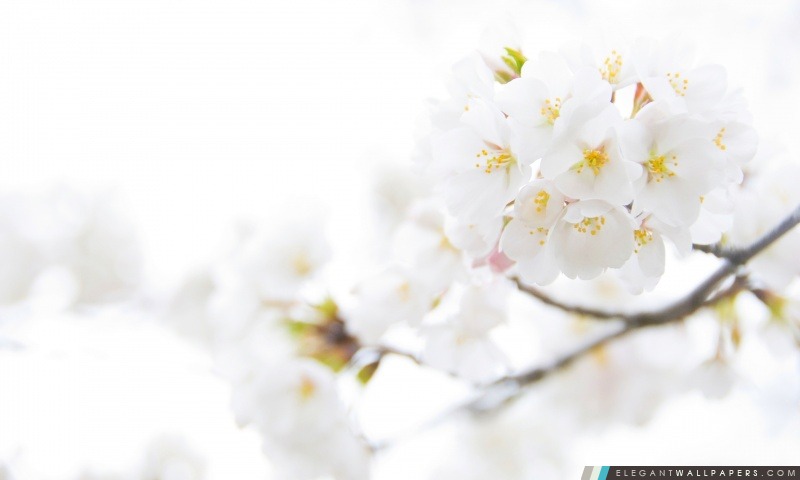 Blanc cerise de fleurs de prune, Arrière-plans HD à télécharger