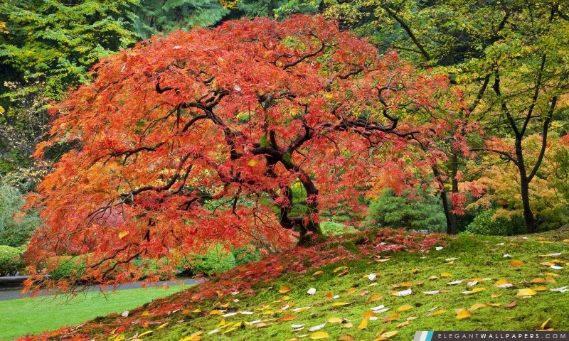 Érable japonais en automne, Portland, Oregon, Arrière-plans HD à télécharger