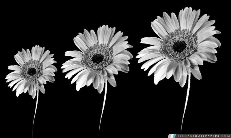 Gerbera Daisies en noir et blanc, Arrière-plans HD à télécharger