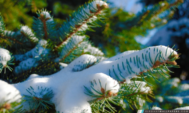 Snowy Blue Spruce, Arrière-plans HD à télécharger