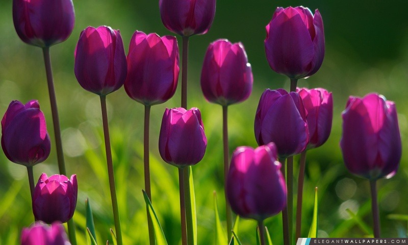 Tulipes pourpres, Arrière-plans HD à télécharger