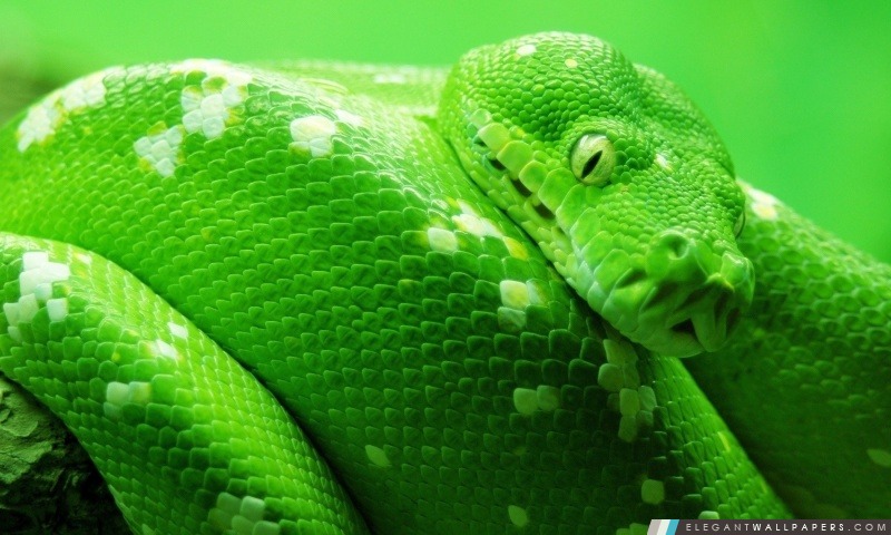 Boa vert Serpent, Arrière-plans HD à télécharger
