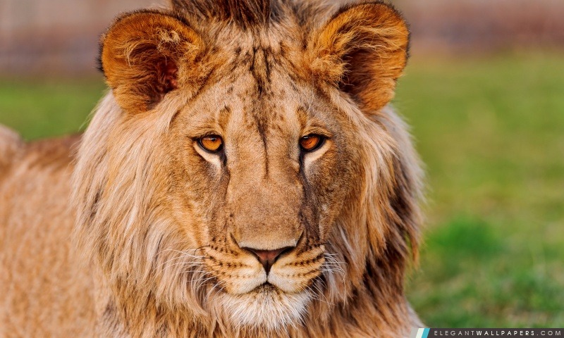 African Lion vivant en Slovaquie, Arrière-plans HD à télécharger