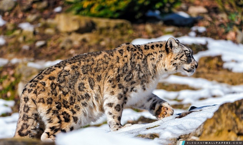 Snow Leopard L'exploration de la Snowy boîtier, Arrière-plans HD à télécharger
