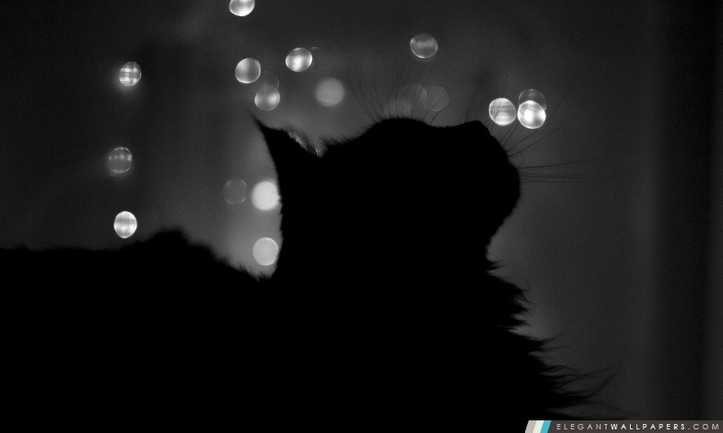 Black Cat, Arrière-plans HD à télécharger