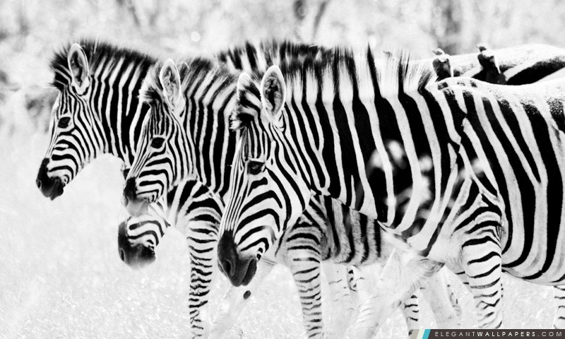 3 Zebra, Arrière-plans HD à télécharger