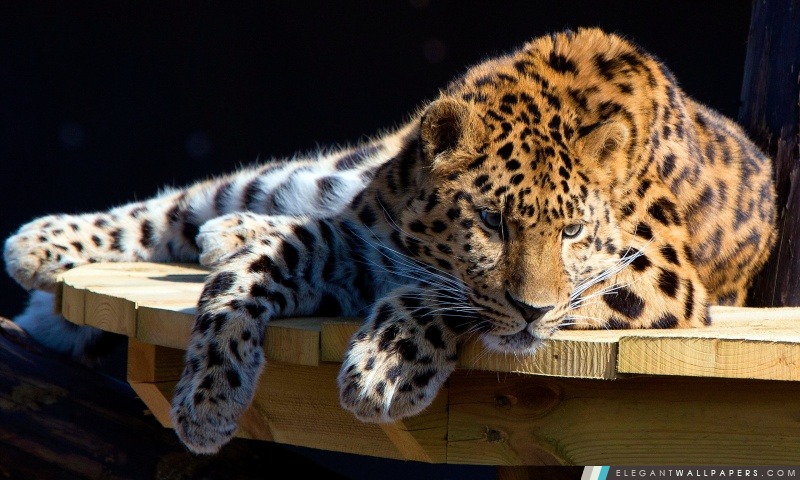 Panthera Pardus, Arrière-plans HD à télécharger
