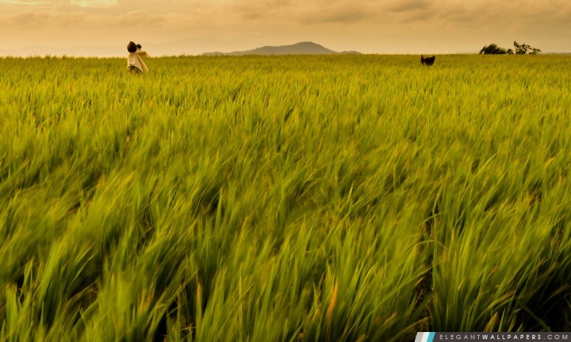 Rice Field Philippines, Arrière-plans HD à télécharger