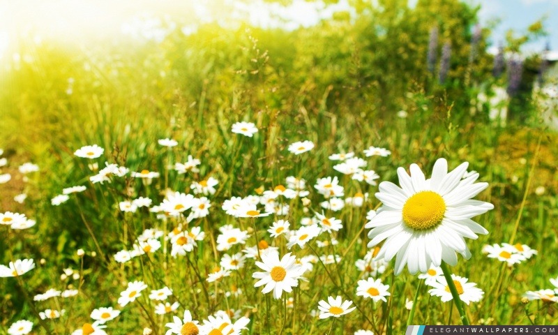 Fleurs sauvages, Sunny Day, Arrière-plans HD à télécharger