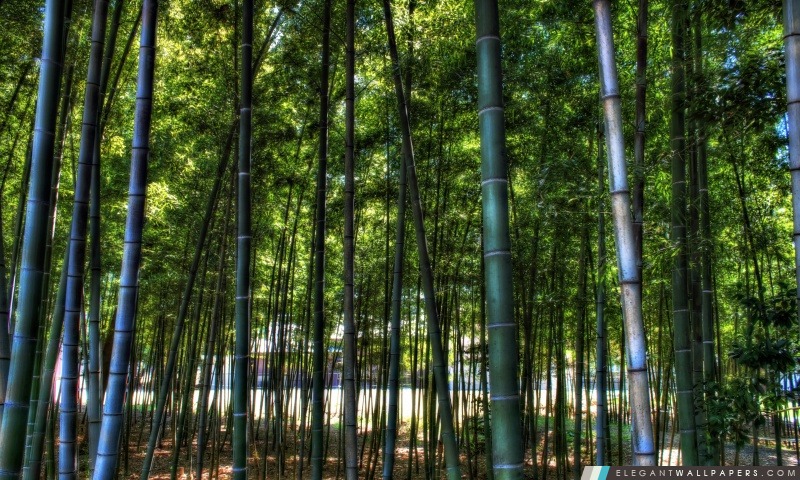 Dans la forêt de bambou, Arrière-plans HD à télécharger