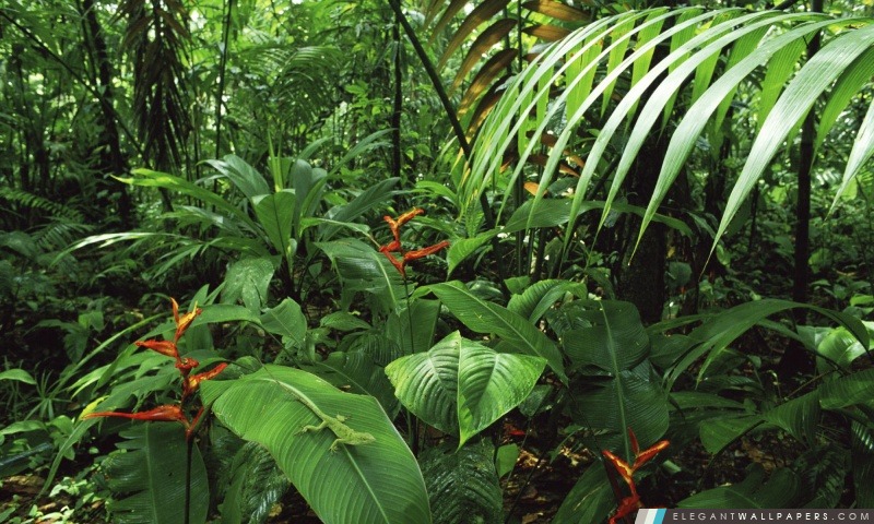 Rainforest avec des palmiers et Heliconia et femelle vert Anole Costa Rica, Arrière-plans HD à télécharger