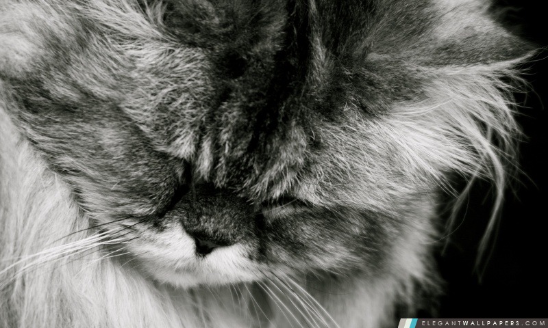 Sad Cat, Arrière-plans HD à télécharger