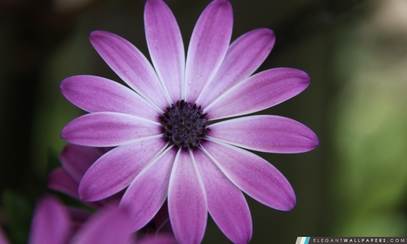 Belle fleur, Arrière-plans HD à télécharger
