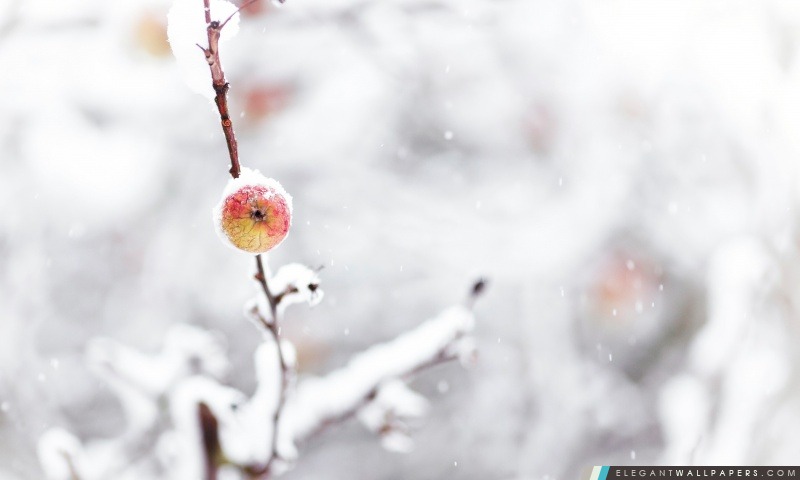 Frozen Apple, hiver, Arrière-plans HD à télécharger