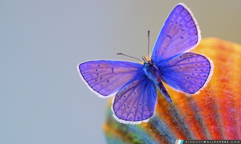 Purple Butterfly, Arrière-plans HD à télécharger