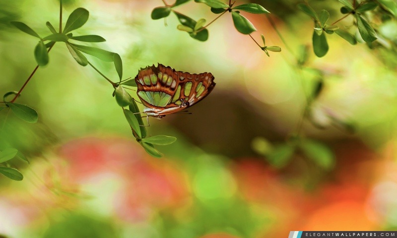 Papillon coloré, Arrière-plans HD à télécharger