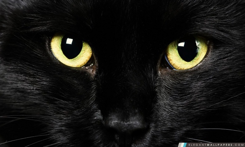 Visage de chat noir, Arrière-plans HD à télécharger