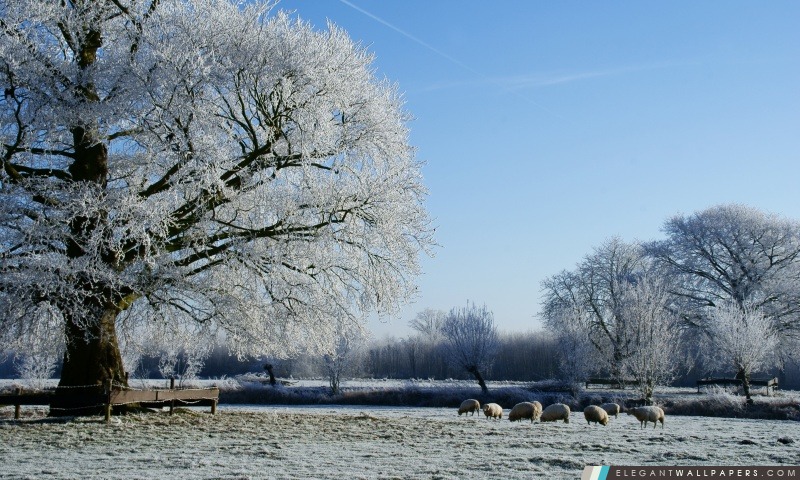 Beau paysage d'hiver le long de la rivière Kromme Rijn, Arrière-plans HD à télécharger