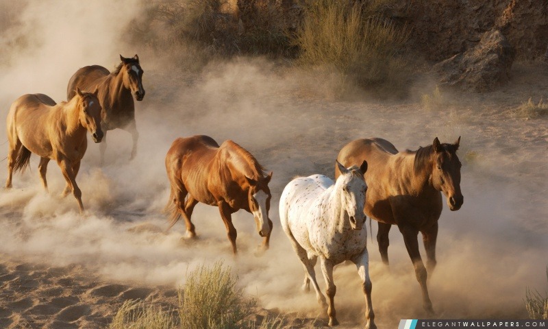 Wild Horse Herd, Arrière-plans HD à télécharger