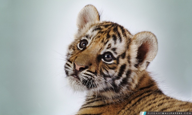 Tiger Cub, Arrière-plans HD à télécharger