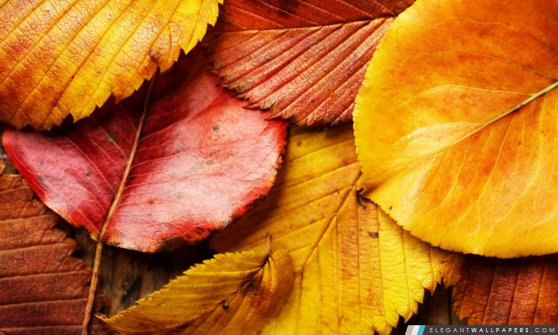 Belles feuilles d'automne, Arrière-plans HD à télécharger