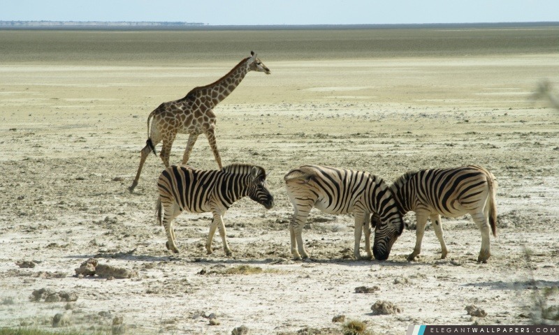 Parc National d'Etosha, Arrière-plans HD à télécharger