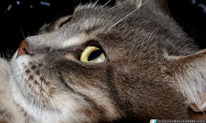 Notre chat Feeby, Arrière-plans HD à télécharger
