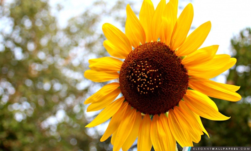 Sun Flower, Arrière-plans HD à télécharger