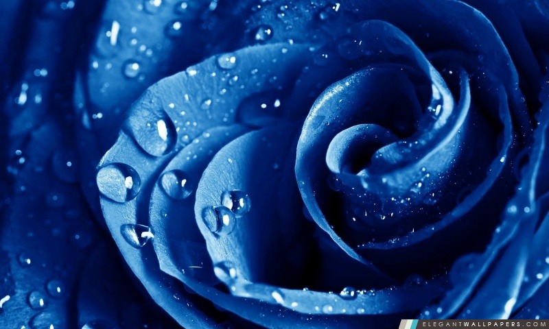 Wet Gouttes Blue Rose, Arrière-plans HD à télécharger