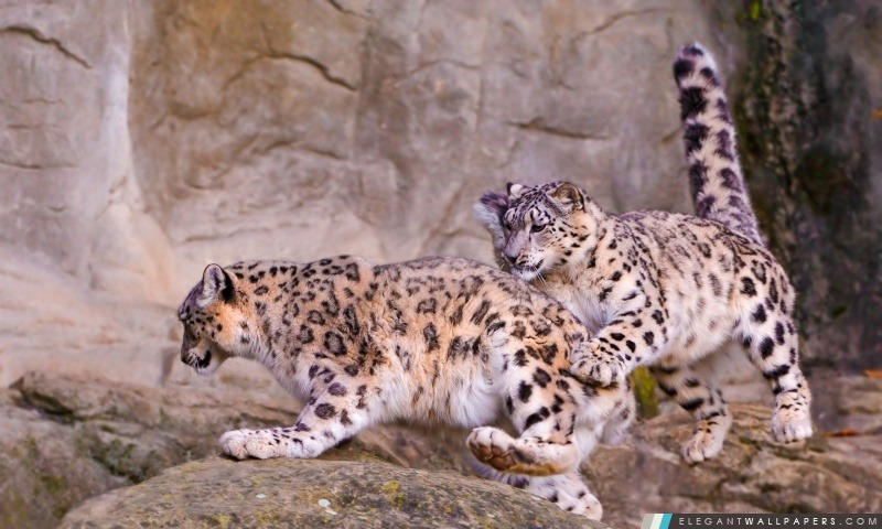 Snow Leopard Sauter, Arrière-plans HD à télécharger