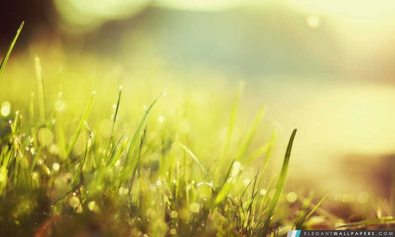 La lumière du soleil dans l'herbe, Arrière-plans HD à télécharger