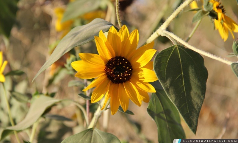 Flower By Hojat.GoliMahmoudi, Arrière-plans HD à télécharger
